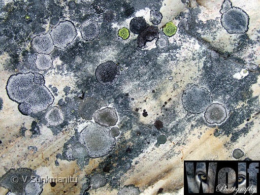 Canadian Abstract 008 Copyright Villayat Sunkmanitu.jpg